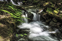 DSC_0632. 1000 Stream near Ashlu Creek